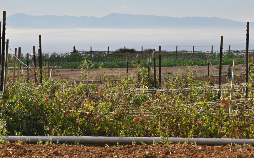 Growing Better Tomatoes with Less Water