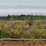 Growing Better Tomatoes with Less Water