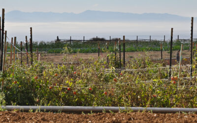 Growing Better Tomatoes with Less Water