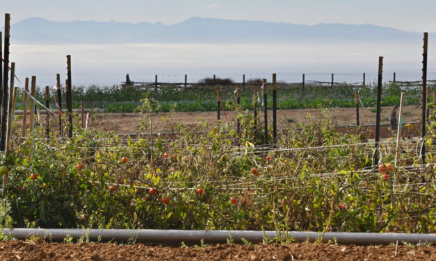 Growing Better Tomatoes with Less Water