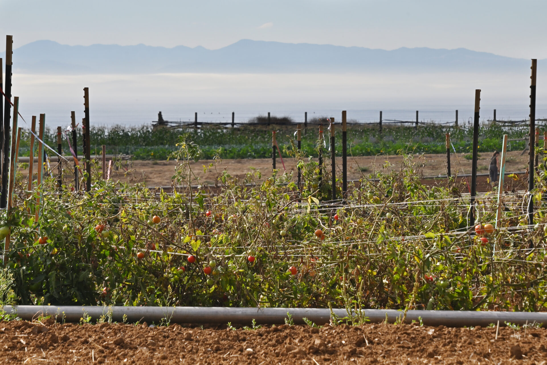 Bushes of tomatoes in rows, with the ocean and mountains in the background
