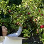 Gleaning in the Giving Season