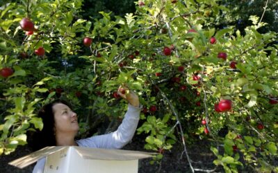 Gleaning in the Giving Season