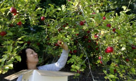 Gleaning in the Giving Season