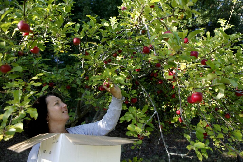A white woman with black hair picks apples from a tree