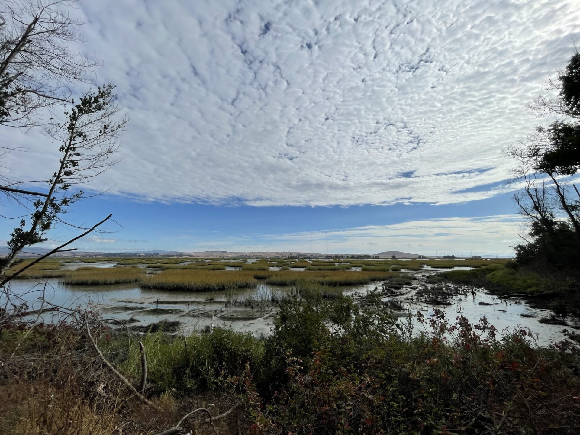 Wetland seen in Marin County with grassy marsh