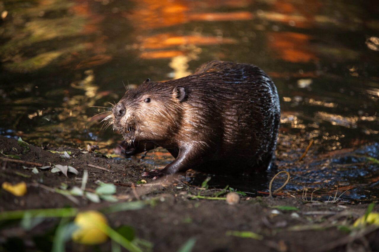 A close up shot of a beaver walking out of a pond and onto wet soil, with shimmering water in the background and blurry soil and foliage in the foreground