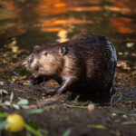 Tools Tweak Beaver Dams