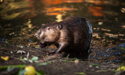 Tools Tweak Beaver Dams