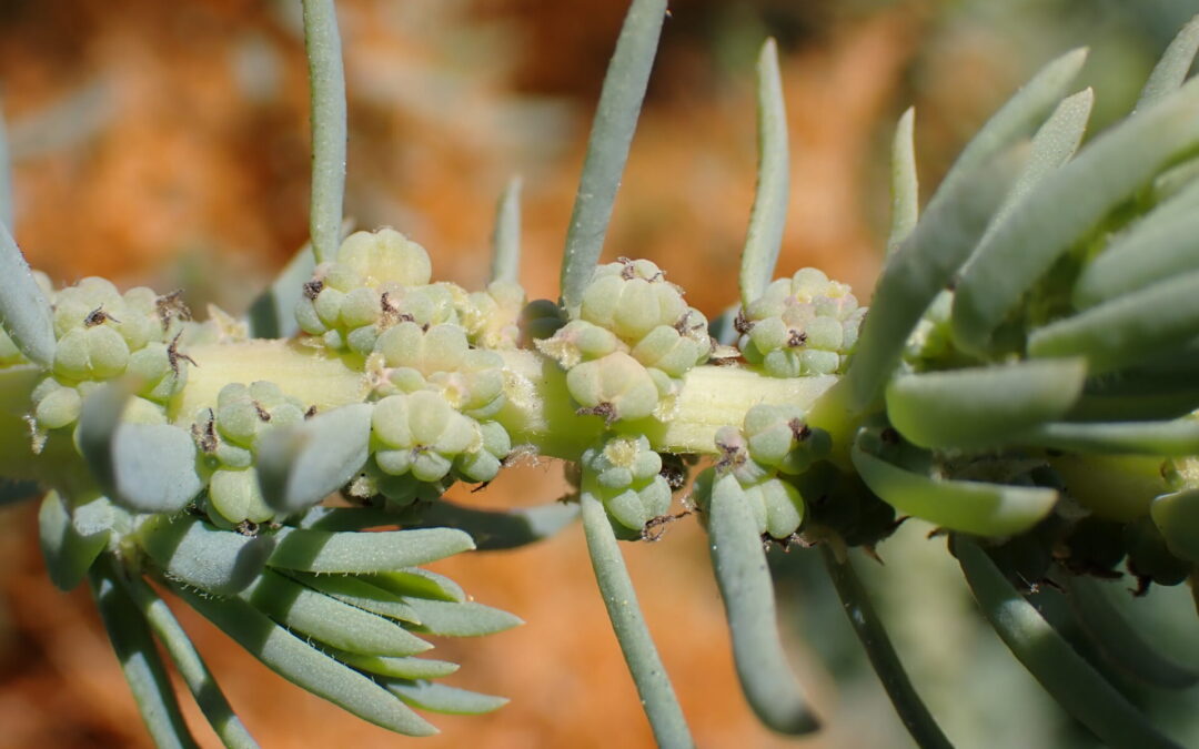 A Rare Plant Tough Enough to Save the Future Bayshore 