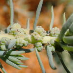 A Rare Plant Tough Enough to Save the Future Bayshore 