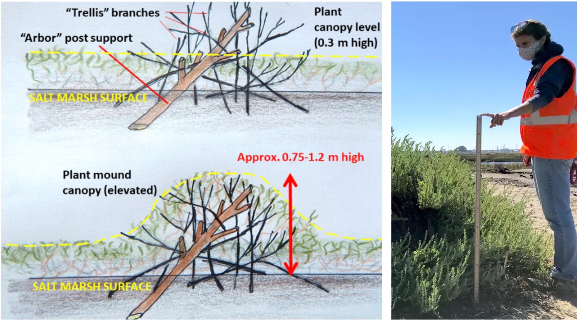On the left: A diagram shows how sea blite can grow around tree branches and provide an elevated habitat during high tide. On the right: An ecologist wearing an orange reflective vest measures the height of sea blite with a meter stick.