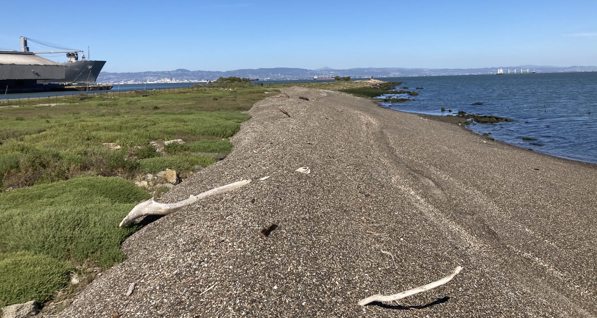 Restored beach and wetland plants at Heron's Head in San Francisco. 