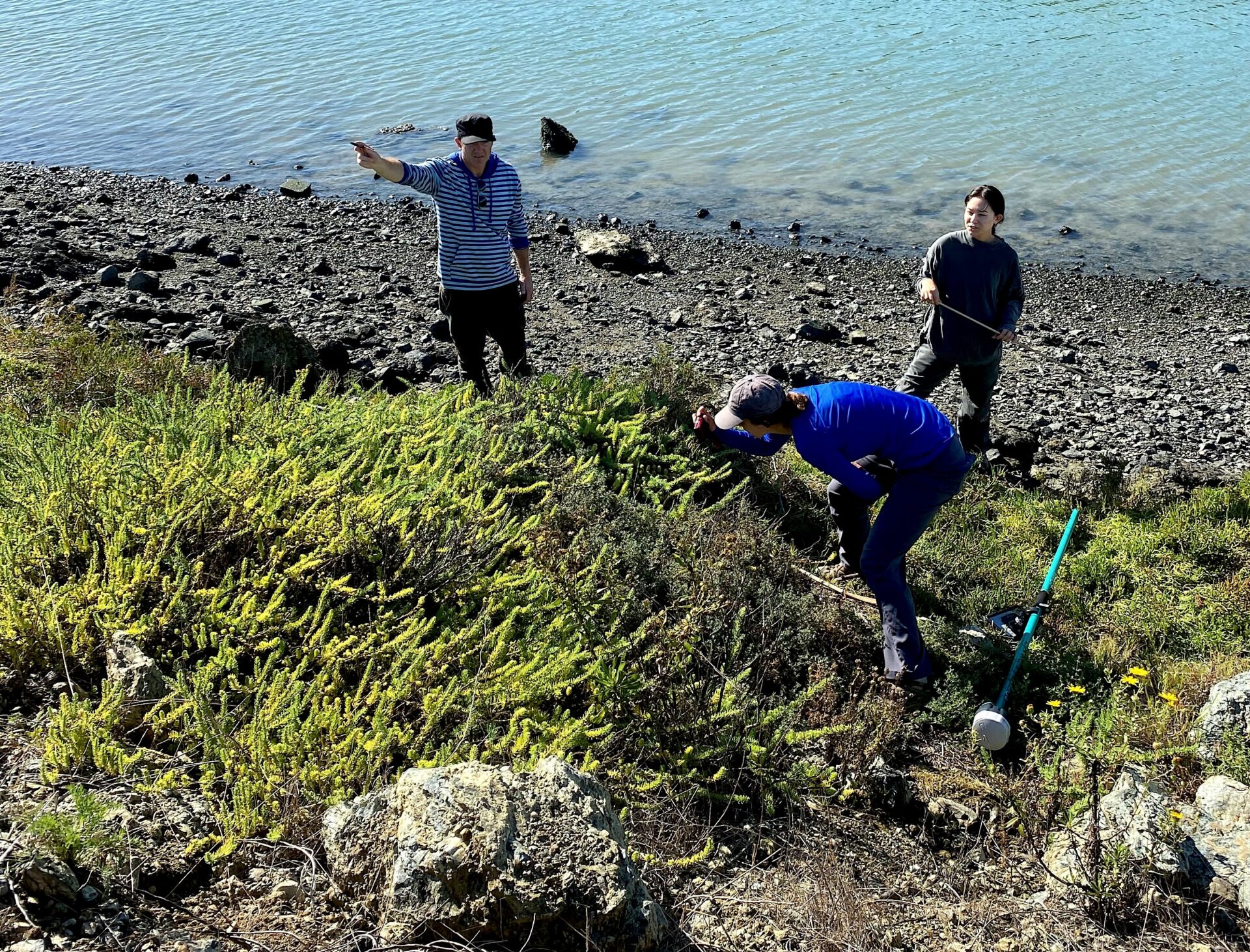 Biologists and volunteers monitor sea-blite growing in PGE channel at Heron's Head.  