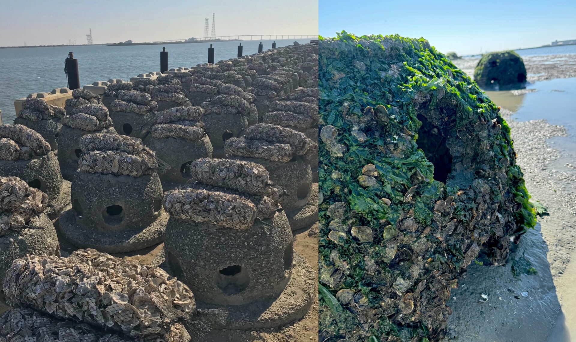 Left: reef balls in rows in front of the shoreline, with sacks of oyster shells attached to the top of each one. Right: an old reef ball that's been in the water for a while, with seaweed and oysters that have taken up residence in and on it.