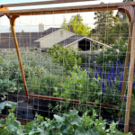 Easy Spring Vegetables for Small Gardens