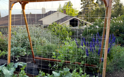 Easy Spring Vegetables for Small Gardens