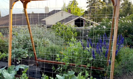 Easy Spring Vegetables for Small Gardens