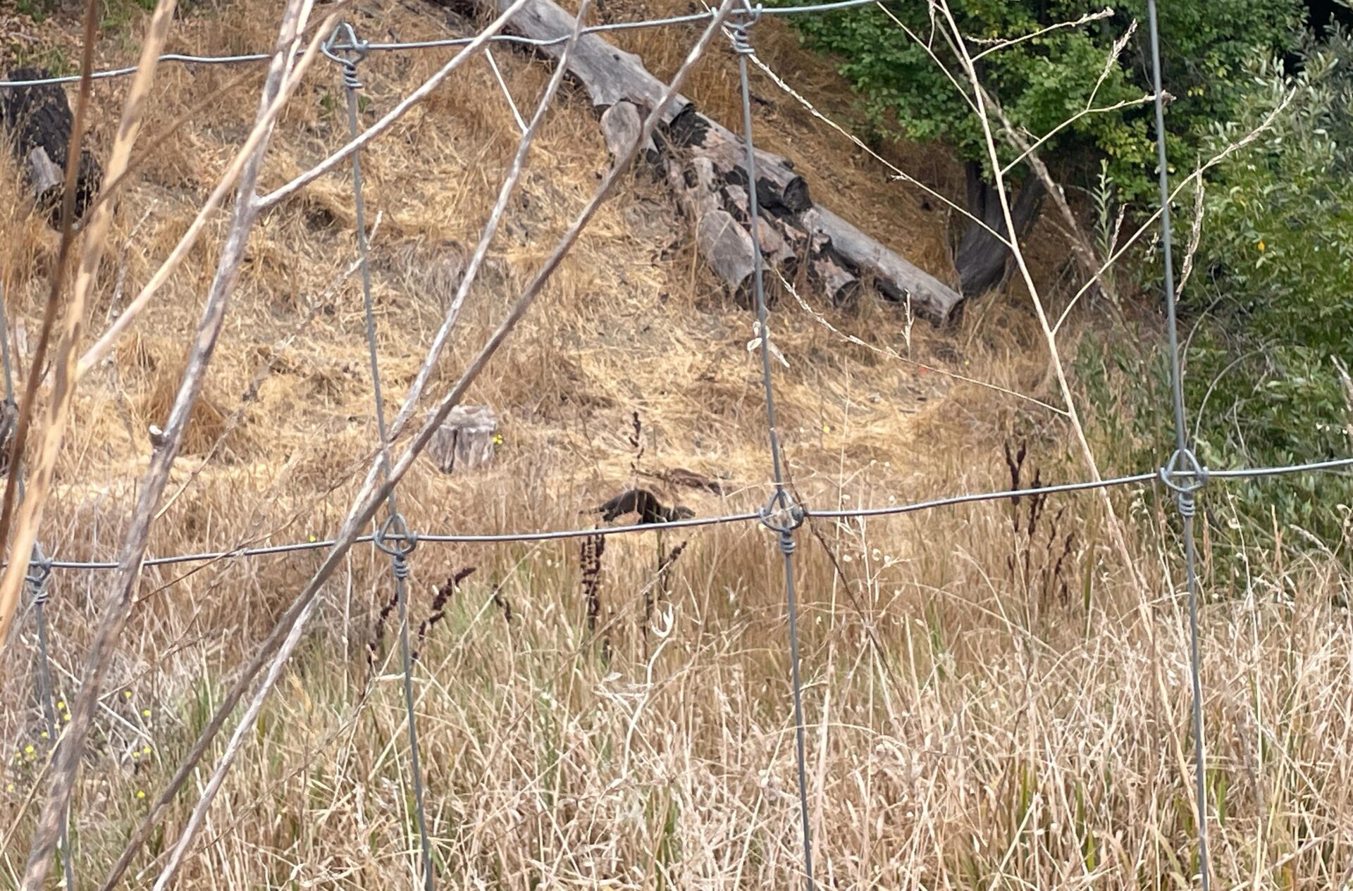 An otter is seen in the distance through tall grasses.