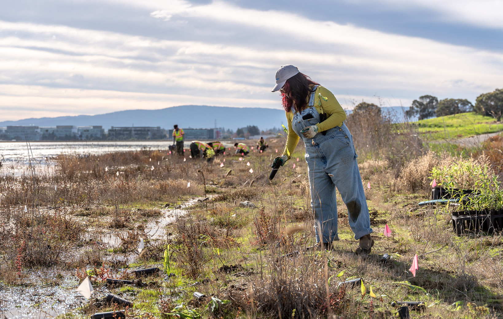 A woman wearing glasses, a white hat, yellow long sleeve shirt, light blue denim overalls, gardening gloves and boots picks through invasive plant species on a marsh and leaves small flags to mark their location. Other volunteers wearing yellow reflective vests are visible in the background, with a pond to the left.