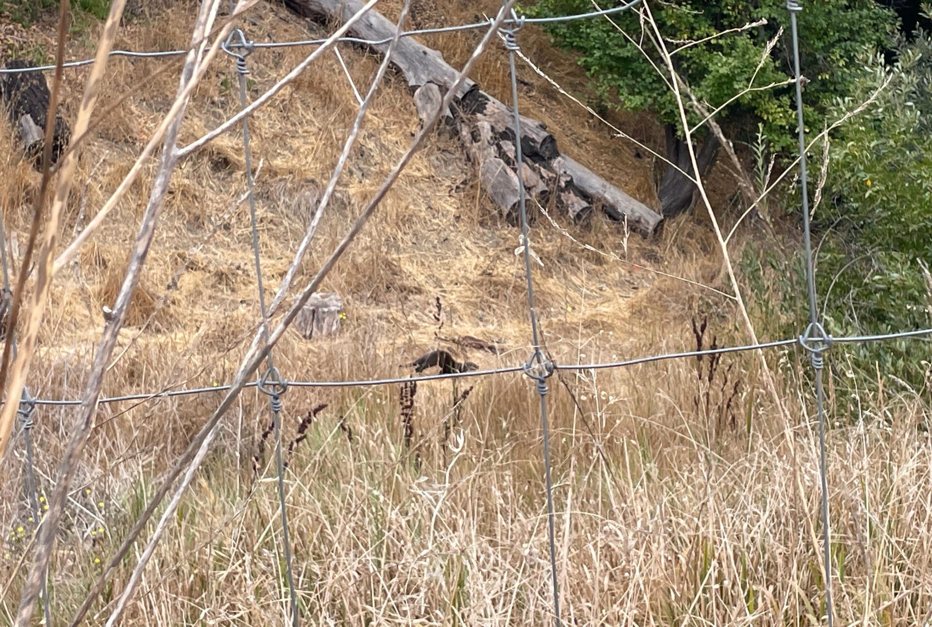 Una nutria de r&iacute;o apenas se ve detr&aacute;s de la hierba alta.
