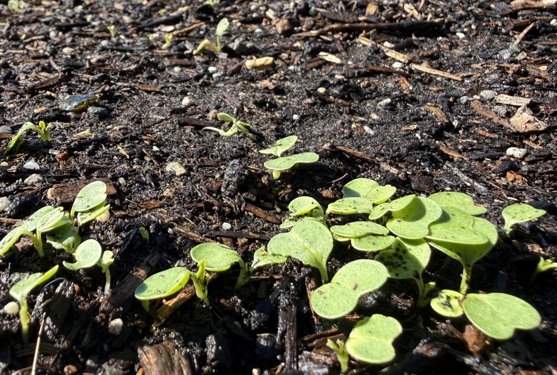 Primer plano de peque&ntilde;as pl&aacute;ntulas verdes