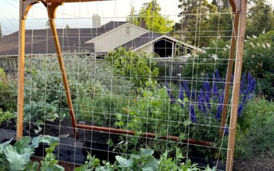 Verduras de primavera fáciles de cultivar en jardines pequeños