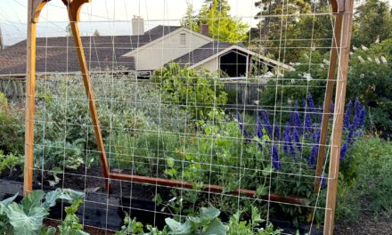 Verduras de primavera fáciles de cultivar en jardines pequeños