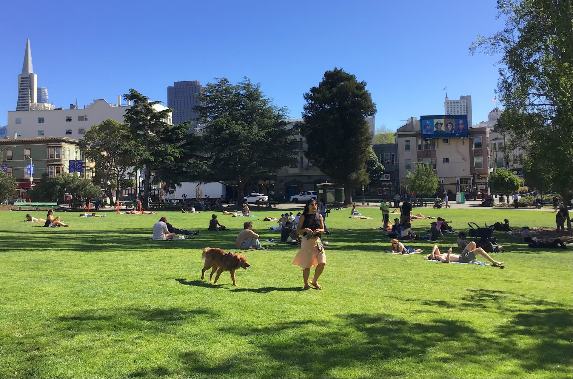 Park in San Francisco with dog walker