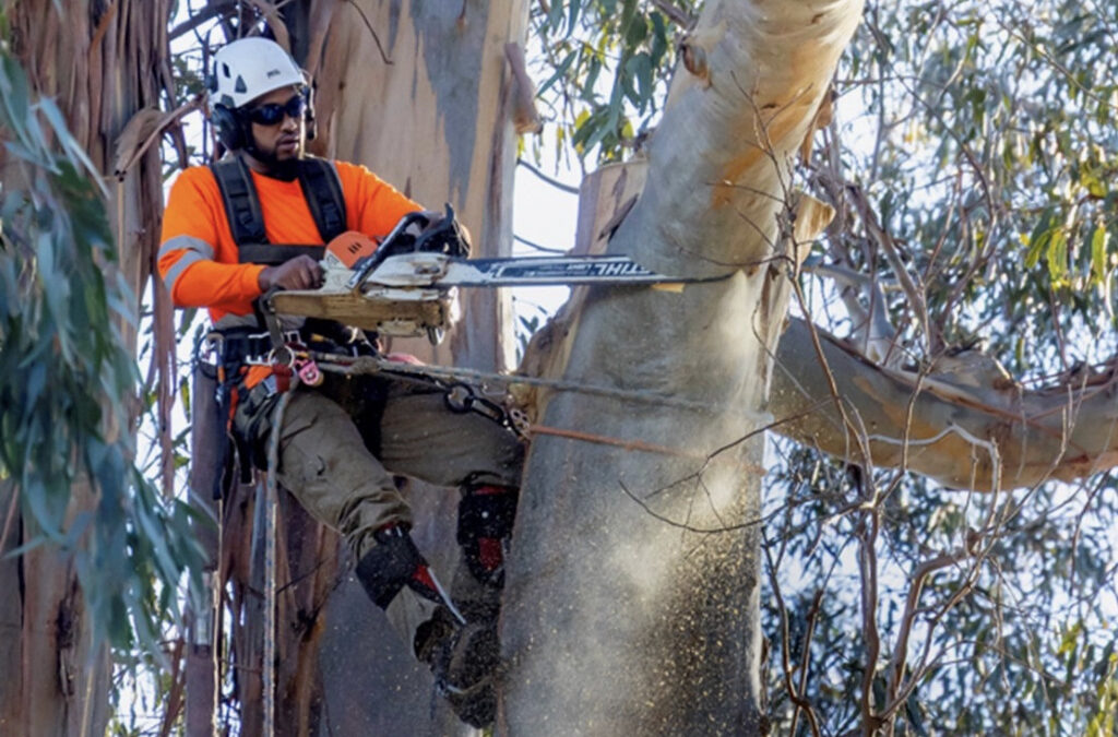 Protecting Birds as Burlingame’s Iconic Trees Come Down
