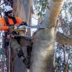 Protecting Birds as Burlingame’s Iconic Trees Come Down