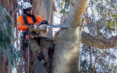 Protecting Birds as Burlingame’s Iconic Trees Come Down