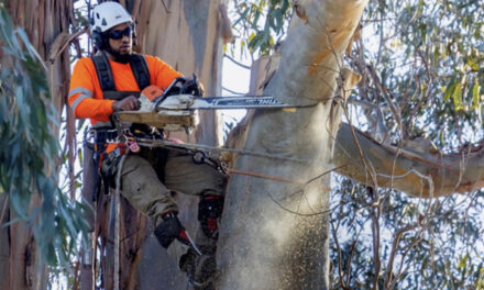 Protecting Birds as Burlingame’s Iconic Trees Come Down