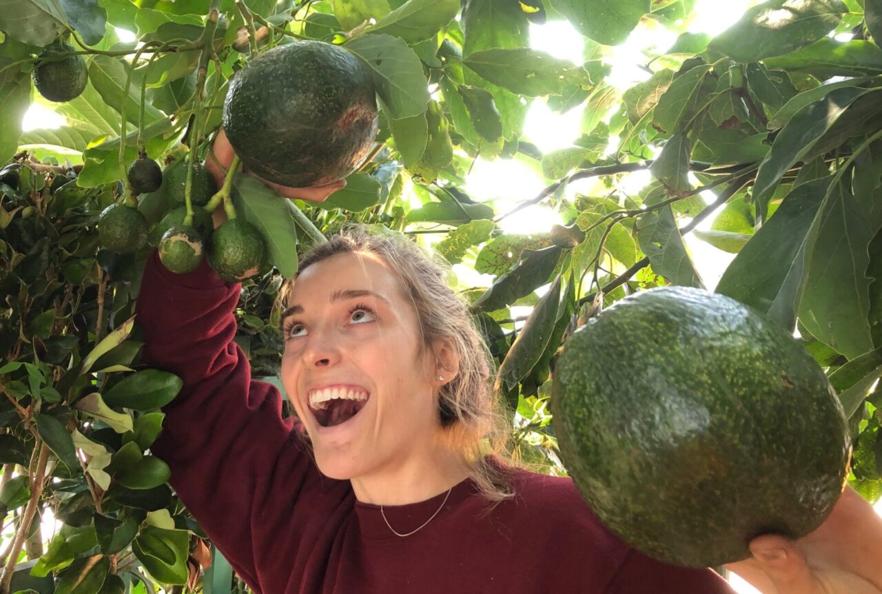 A white woman with brunette hair wearing a burgundy crewneck sweatshirt marvels at large avocados forming on tree branches while standing directly under the tree.