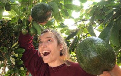 Could Avocados Be A Transformational Fruit for the Bay Region?
