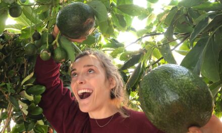 Could Avocados Be A Transformational Fruit for the Bay Region?