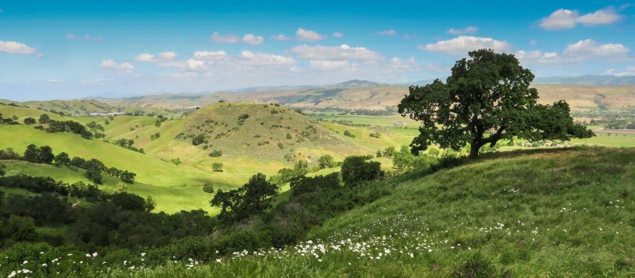 A wide view of rolling hills with tall green glass and white wildflowers in the foreground, and a large tree with deep green leaves on the right. Shadows cover the foreground, with the sun hitting the hills in the background.