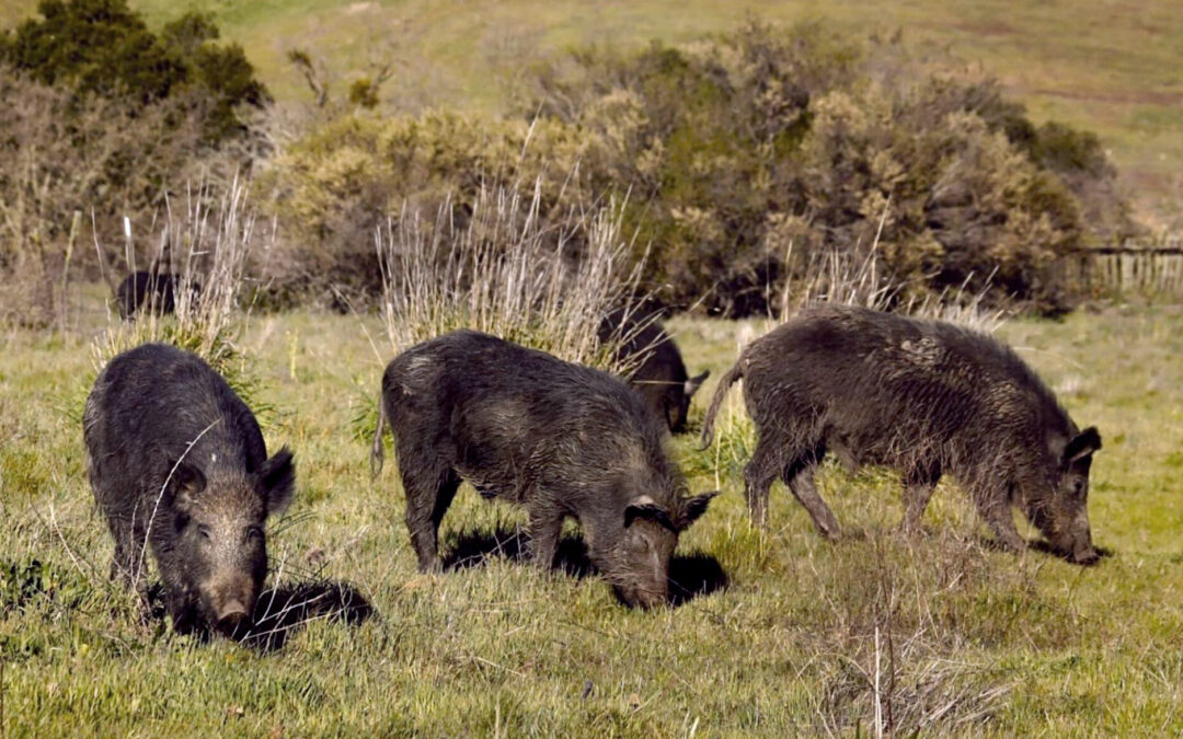 Wild Pigs Rough Up Bay Area Greens
