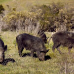 Wild Pigs Rough Up Bay Area Greens