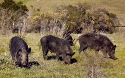 Wild Pigs Rough Up Bay Area Greens