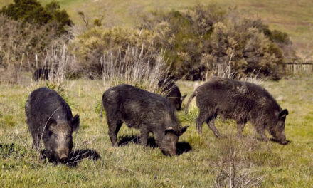 Wild Pigs Rough Up Bay Area Greens