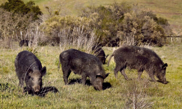 Wild Pigs Rough Up Bay Area Greens