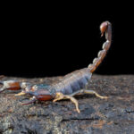 Climate Change, A Scorpion’s POV