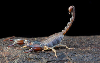Climate Change, A Scorpion’s POV