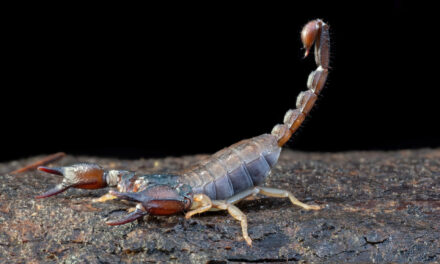 Climate Change, A Scorpion’s POV