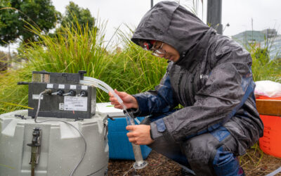 New Study Shows Rain Gardens Filter Chemicals Out of Stormwater