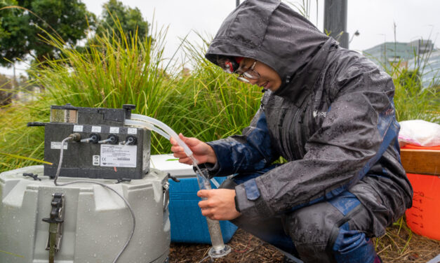 New Study Shows Rain Gardens Filter Chemicals Out of Stormwater