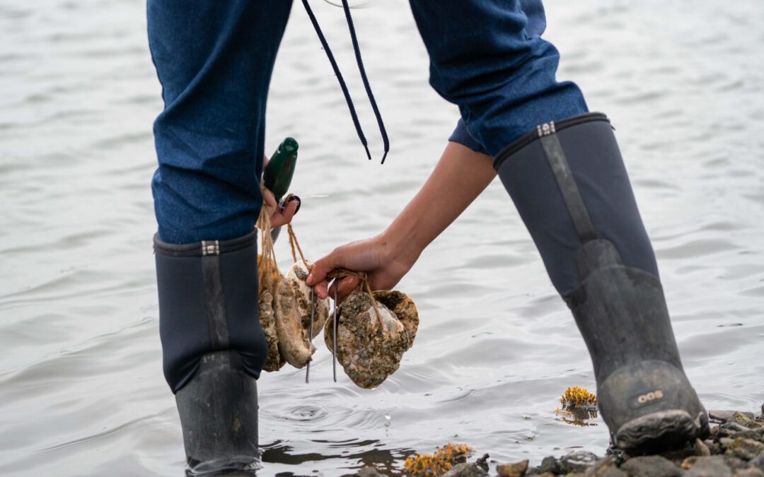 The Tricky Art of Growing Oysters in the Lab So They Can  Survive in the Field