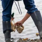 The Tricky Art of Growing Oysters in the Lab So They Can  Survive in the Field