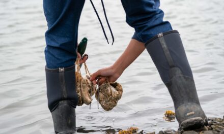 The Tricky Art of Growing Oysters in the Lab So They Can  Survive in the Field